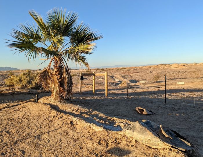 Palm tree and artesian well